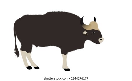 bull icon isolated Long horned bull vector and full body portrait of horns. Bull on white background, vector illustration