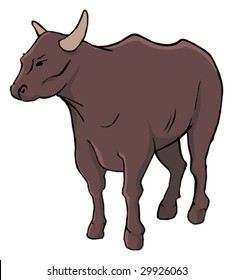 Bull isolated animal