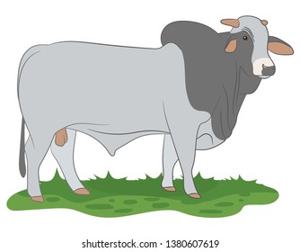 Bull isolated on white. Bread Piedmontese. hand drawn vector illustration.