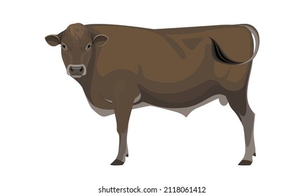 Bull Jersey - The Best Milk Cattle Breeds. Farm animals. Vector Illustration