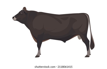 Bull Jersey - The Best Milk Cattle Breeds. Farm animals. Vector Illustration