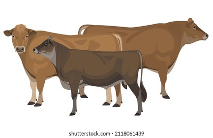 Bull Jersey - The Best Milk Cattle Breeds. Farm animals. Vector Illustration