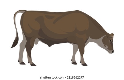 Bull Jersey - The Best Milk Cattle Breeds. Farm animals. Vector Illustration.