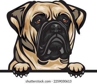 Bull Mastiff Color Peeking Dogs. Color image of a dogs head isolated on a white background. Dog portrait, Vector illustration