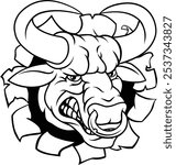 A bull or Minotaur monster longhorn cow angry mean head mascot face cartoon. Tearing through the background. With a ring through their nose.