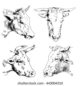 Bull painted in a graphic style. Figure bull's head for your design.