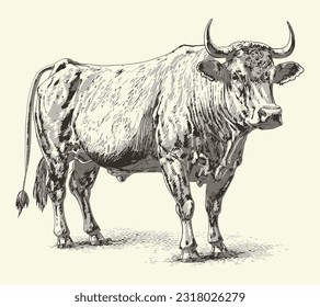 Dibujo del retrato de toros dibujado a mano Explotación y cría de ganado Vector ilustración.