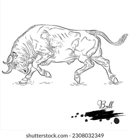 Bull  realistic animal sketch  vector illustration