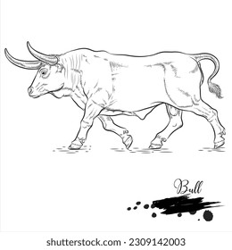 Bull  realistic animal sketch  vector illustration