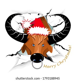 Bull with Santa Claus hat on a white background. The bullock comes out through a hole in the wall. Text Merry Christmas. Year of the bull-bison. Hand drawn vector
