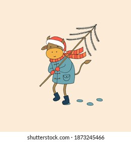 A bull in a Santa hat, coat and felt boots carries a Christmas tree for the holiday. Symbol of 2021. New Year. Christmas. Holiday postcard