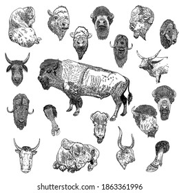 Bull set. Hand drawing of head portrait and standing in different poses. Butting up bison and farm ox. Chinese New Year 2021 symbol is Ox. Vector.