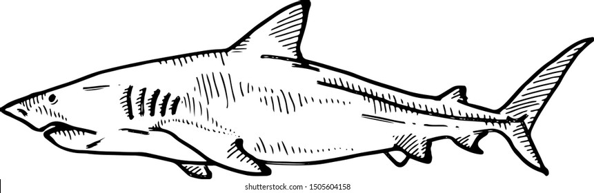 Bull Shark Hand Drawn Vector Illustration Stock Vector (Royalty Free ...