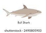 Bull shark vector illustration. Bull shark cartoon clipart, animal in flat style. Sea animals, underwater creatures, ocean animals, marine life concept. Zambezi shark vector design isolated on white