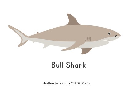 Bull shark vector illustration. Bull shark cartoon clipart, animal in flat style. Sea animals, underwater creatures, ocean animals, marine life concept. Zambezi shark vector design isolated on white