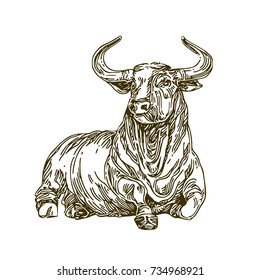 Bull. Sketch. Vector illustration.