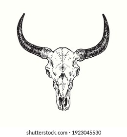 Bull skull, front view. Ink black and white drawing. Vector illustration