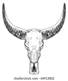 Bull skull with horns on white background