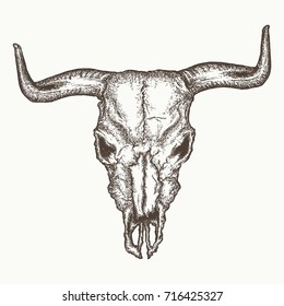 Bull skull vector. Bison buffalo hand drawn vintage 