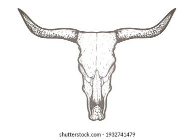 Bull Skull - Vector Illustration - Out Line