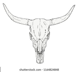 Bull skull - vector sketch