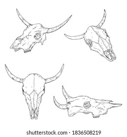Bull skulls. Isolated on white. Vector illustrations. Hand-drawn style.