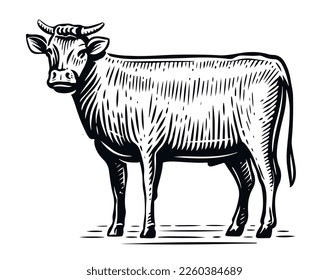 Bull standing in full length, side view in sketch style. Hand drawn farm animal vintage vector illustration