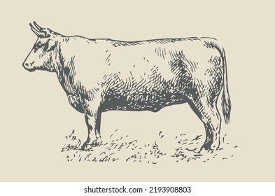 
Bull standing in the meadow