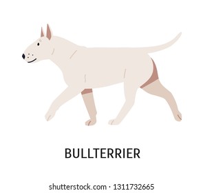 Bull Terrier or Bully. Cute white purebred dog of short-haired fighting breed isolated on white background. Beautiful domestic animal or pet. Colored vector illustration in flat cartoon style.