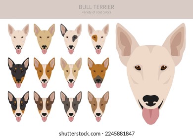 Bull terrier clipart. All coat colors set.  Different position. All dog breeds characteristics infographic. Vector illustration