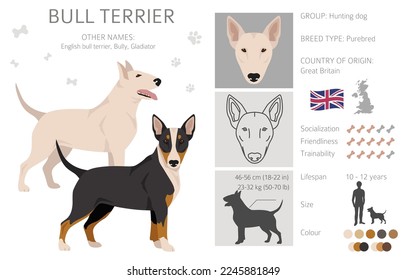 Bull terrier clipart. All coat colors set.  Different position. All dog breeds characteristics infographic. Vector illustration