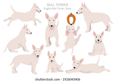 Bull terrier clipart. Different poses, coat colors set.  Vector illustration