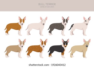 Bull terrier clipart. Different poses, coat colors set.  Vector illustration