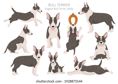 Bull terrier clipart. Different poses, coat colors set.  Vector illustration