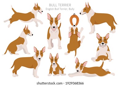 Bull terrier clipart. Different poses, coat colors set.  Vector illustration