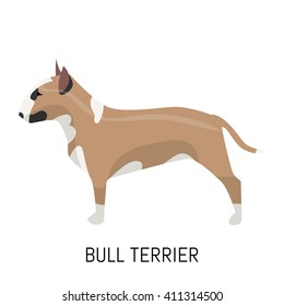 Bull terrier. Dog, flat icon. Isolated on white background.