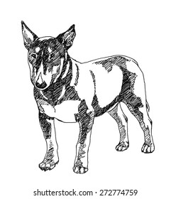 Bull Terrier Dog. hand drawn. Vector illustration