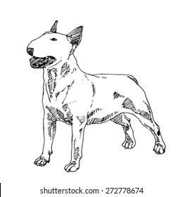 Bull Terrier Dog. hand drawn. Vector illustration