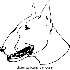 Bull Terrier dog hand drawn sketch. Purebred outline dog portrait on white background.