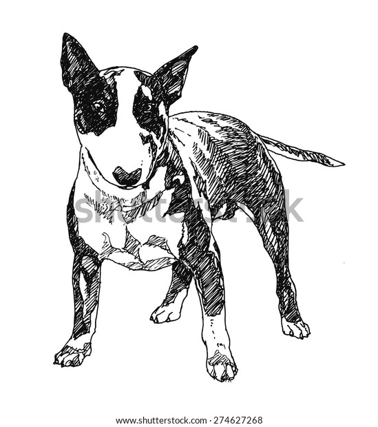 Bull Terrier Dog Hand Drawn Vector Stock Vector (Royalty Free) 274627268
