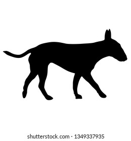 Bull terrier dog silhouette on a white background