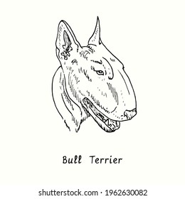 Bull Terrier face side portrait. Ink black and white doodle drawing in woodcut style.