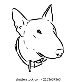 Bull terrier, bull terrier funny face, black and white vector illustration