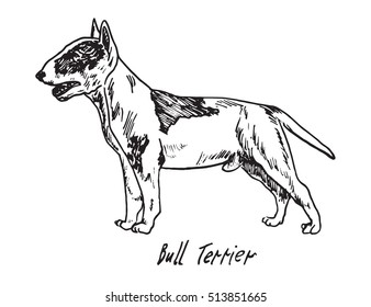 Bull Terrier, hand drawn doodle, sketch in pop art style, vector