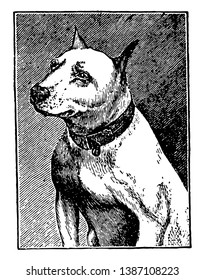 Bull Terrier was originally from a cross between the bulldog and the terrier, vintage line drawing or engraving illustration.