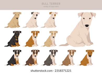 Bull terrier puppies clipart. All coat colors set.  Different position. All dog breeds characteristics infographic. Vector illustration