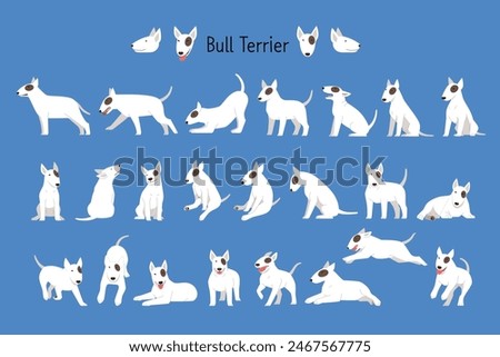 Bull Terrier A set of various movements and views.	