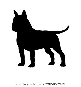 Bull terrier Silhouette. Dog breeds.  Vector