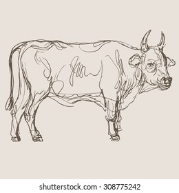 bull vector, hand draw sketch 