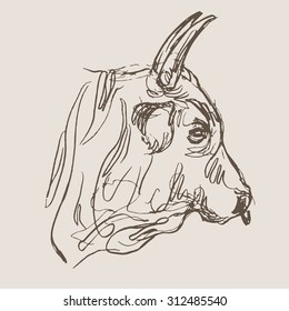 bull vector, hand draw sketch 